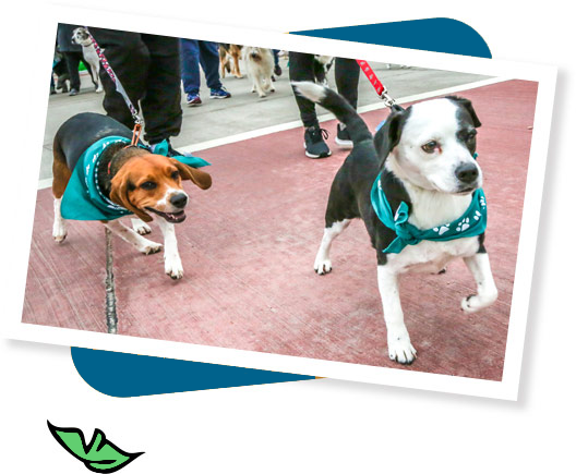 Jog Dat Dog - Mobile Dog Gym - Puppies For Training